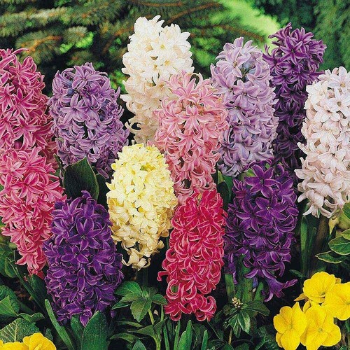 Hyacinth pagoda mix - t&m,