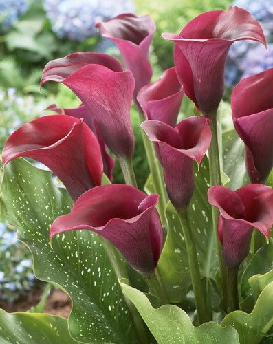 Calla captain prado tuberous - prado',