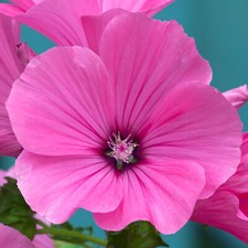Lavatera clementii Red Rum - Tree Mallow | Deciduous Potted Garden Shrub