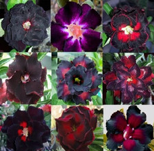 20 x BLACK FLOWER ADENIUM SEEDS, Obesum Bonsai Plant Desert Rose, Succulent BULK