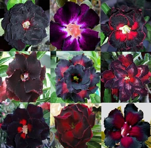 100 black flower adenium - black,