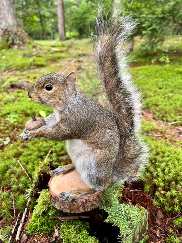Gray squirrel taxidermy - gray,