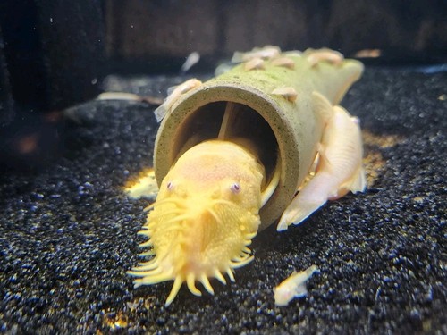 Freshwater aquarium cleanup - freshwater,