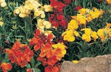 Flower - Wallflower - Bedder