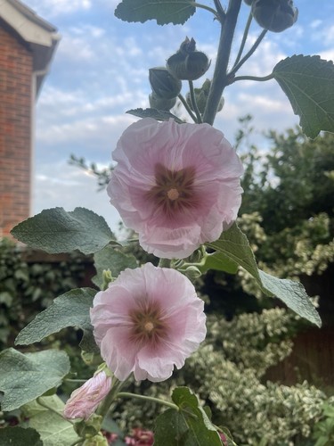 500 giant mix - alcea, rosea