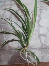 3 Baby Spider Plant