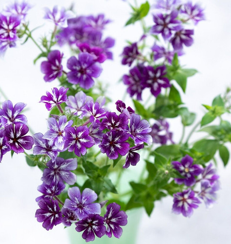 Phlox sugar stars - -, seeds