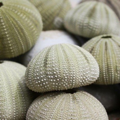Green sea urchin pack 3 - of, |