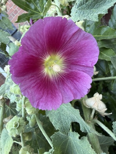 Giant hollyhock purple - hollyhock,
