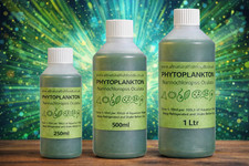 Nannochloropsis Oculata