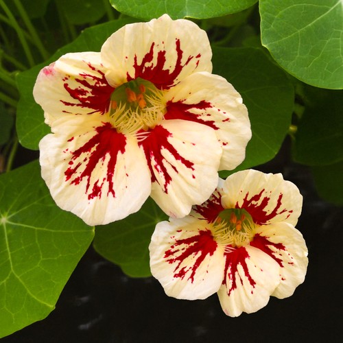 Nasturtium chameleon bedding - chameleon,
