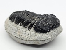 Phacopid Trilobite Fossil 134