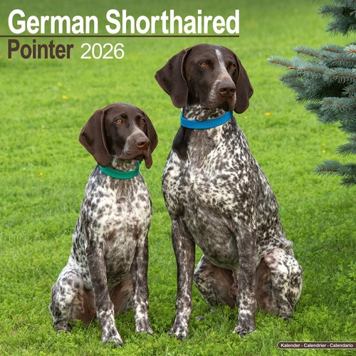 German shorthaired pointer - german,