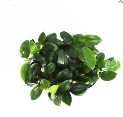 Anubias nana petite mini - x, 3