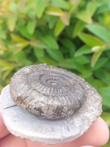 Pathological dactylioceras - pathological,
