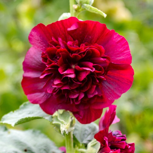 Alcea double scarlet - -, red
