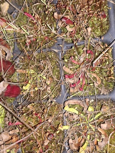 Sarracenia cold hardy - sarracenia,,