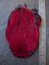 Cherry Red Large Indian Cock