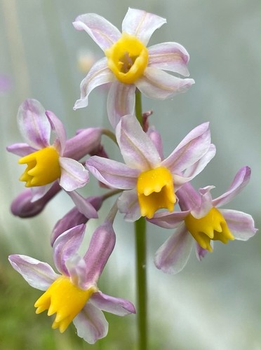Tulbaghia cosmic 9cm - tulbaghia,