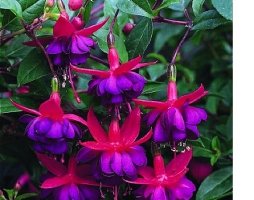Fuchsia upright plug - upright,