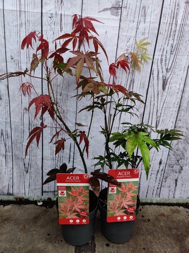 Acer palmatum atropurpureum - acer,