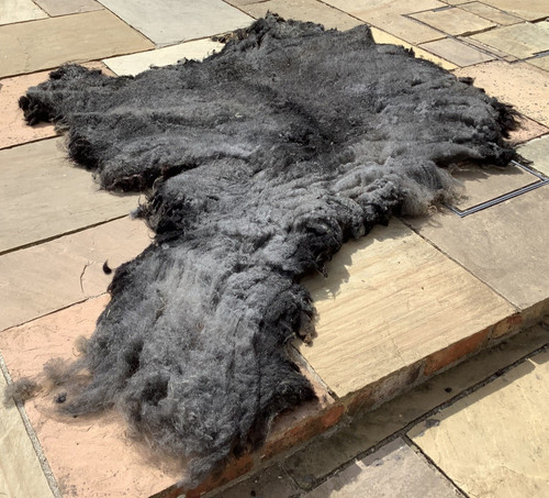Pure rare breed - pure, hebridean