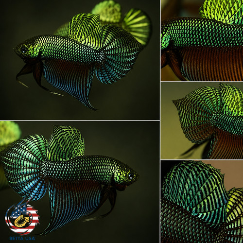 Live betta fish - betta, high