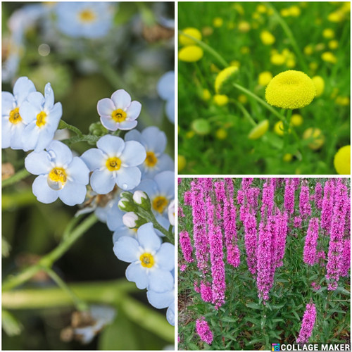 Selection flowering pond - of,