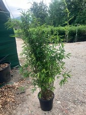 Fargesia Black Pearl 25L 150cm+ Clumping Bamboo Non Invasive UK Hardy Evergreen