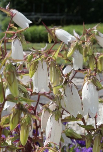 Campanula takesmiana alba - takesmiana, 'alba'