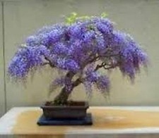 100 Empress Tree seeds, Princess Tree. Tree seeds that can be used for bonsai.