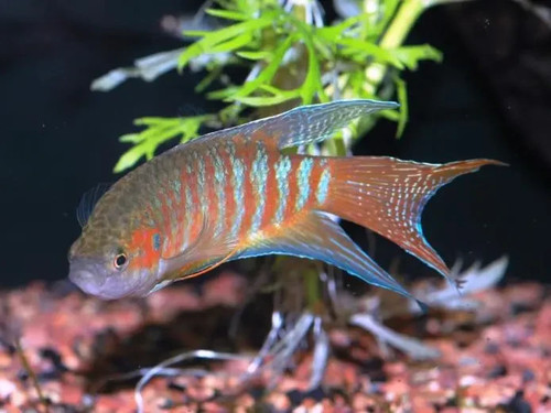 Blue paradise gourami - blue,