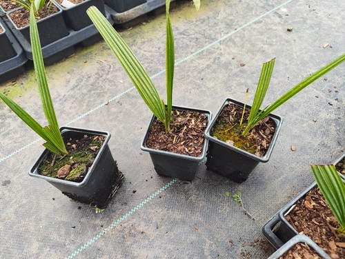 Trachycarpus ukhrulensis 9 - ukhrulensis,