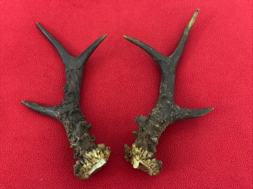 Pair roe deer - of,