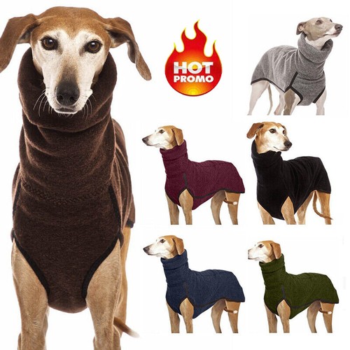 Pet dog winter - pet,