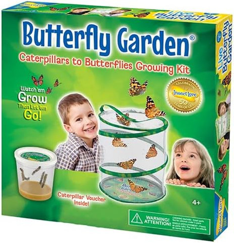 Insect lore butterfly - insect, garden