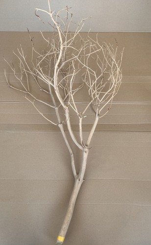 Sand blasted manzanita - sand,