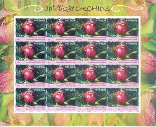 India 2016 orchids cypripedium - 2016,