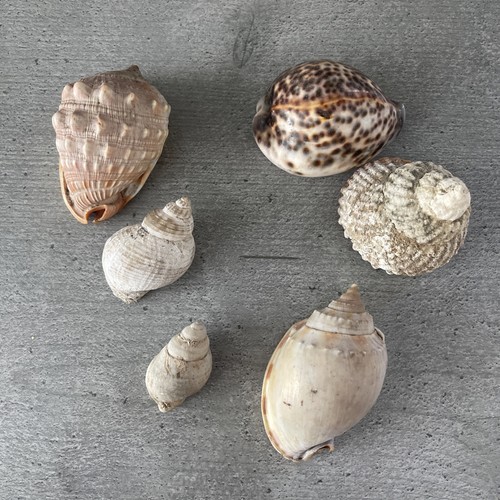 Seashells mixed lot nice - seashells, of
