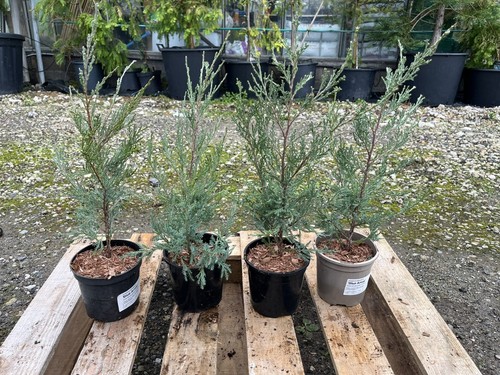 Juniper blue arrow tree - juniper,