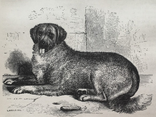 Mount bernard dog antique - bernard,