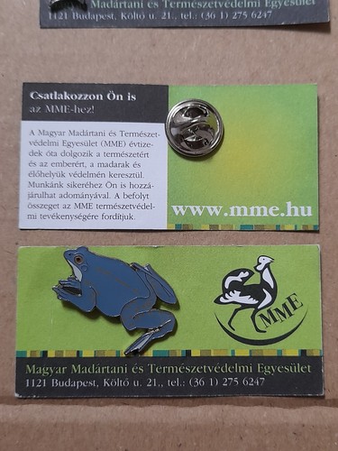 Mme moor frog - moor, pin