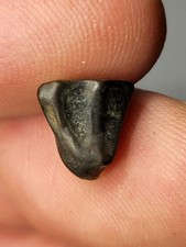 Triceratops Tooth Hell Creek