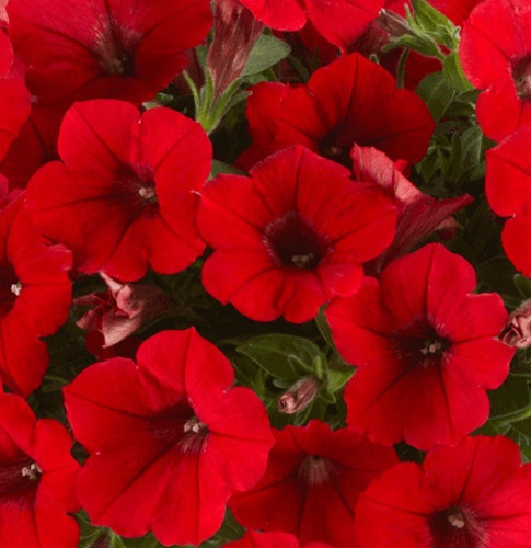 Petunia hanging basket spiller - hanging,