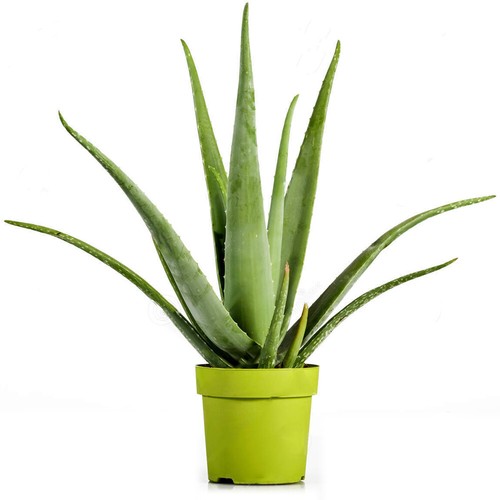 Aloe vera barbadensis - aloe,
