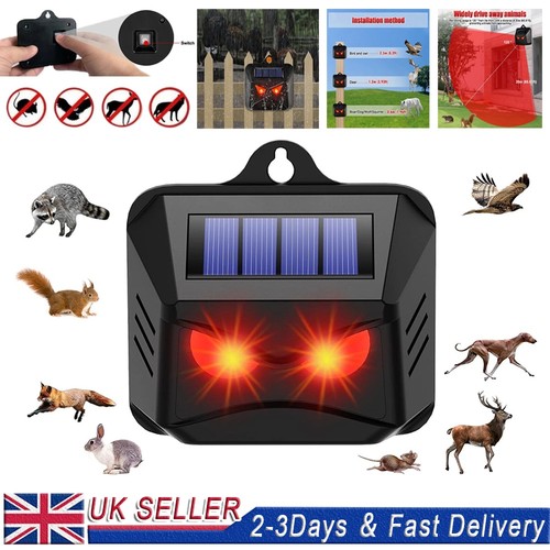 Solar motion sensor - motion, cat