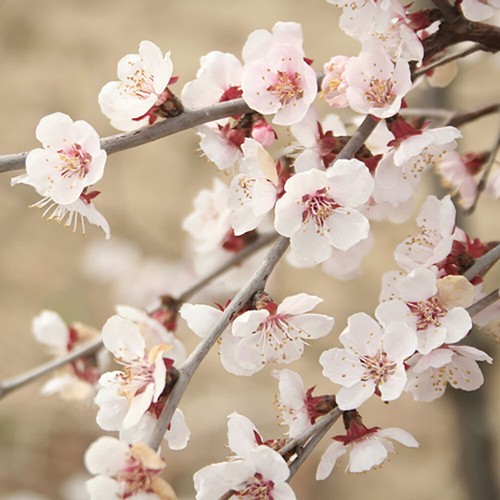 Flowering ornamental cherry - flowering,