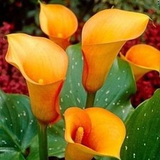 Pretty imported Calla Lily