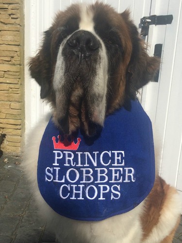 Big dog newfoundland - dog,