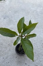 1 Avocado Tree 12” Trimmed